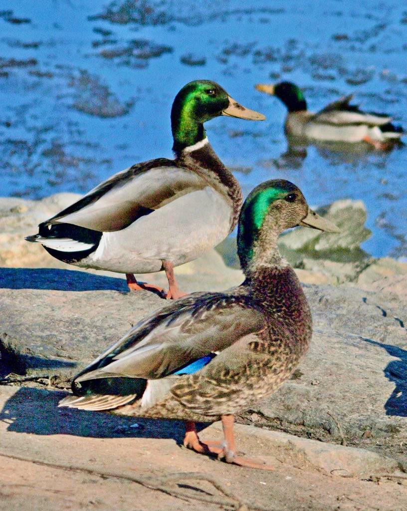 Hybrid male adult: American Black duck x Mallard by Steve Guttman NYC is licensed under CC BY-NC-ND 2.0.